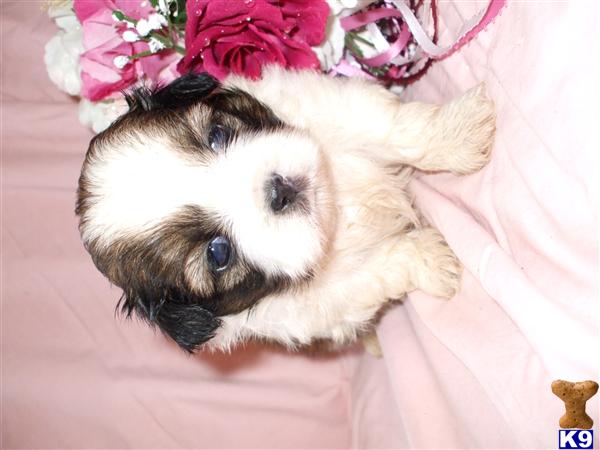 Dogs for Sale in MD